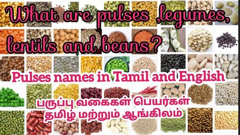 pulses examples in tamil with names