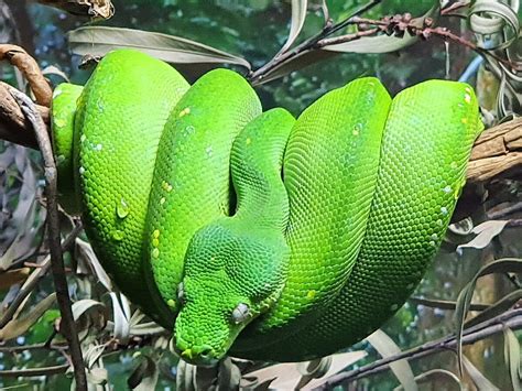 Seekor ular piton melilit di pohon