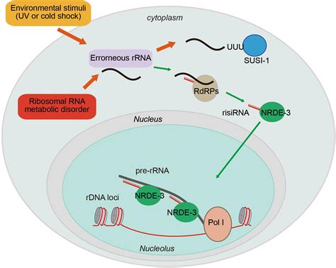 RNA Ribosom