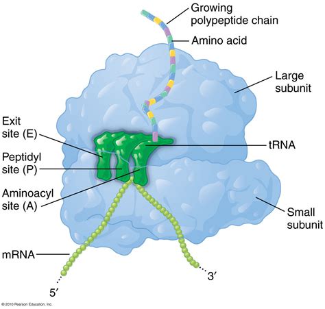 rRNA structure ribosome