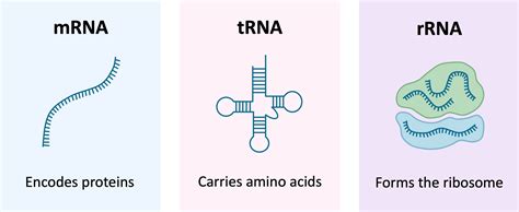 Jenis-jenis RNA Ribosom