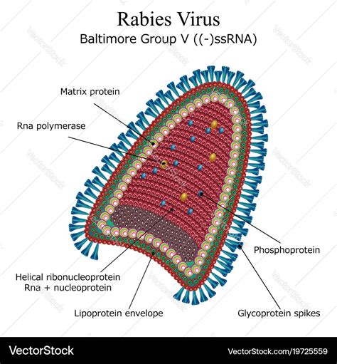 rabies virus