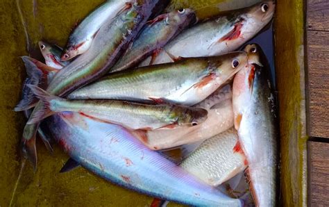 rasa daging ikan juaro