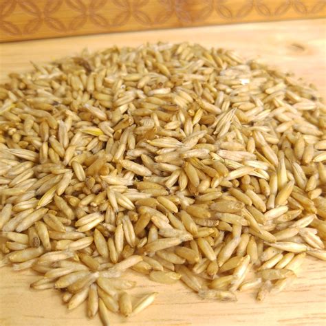 Close-up of raw oat grains