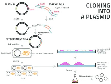 Ilustrasi DNA Rekombinan