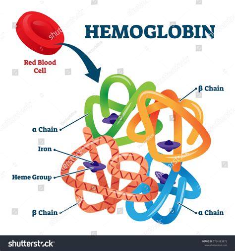 Ilustrasi sel darah merah dan hemoglobin