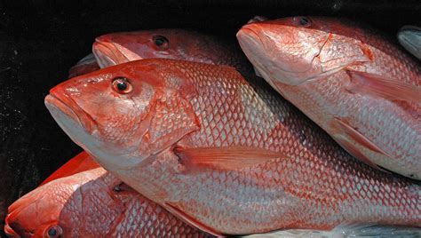 Redfish (Red Drum)
