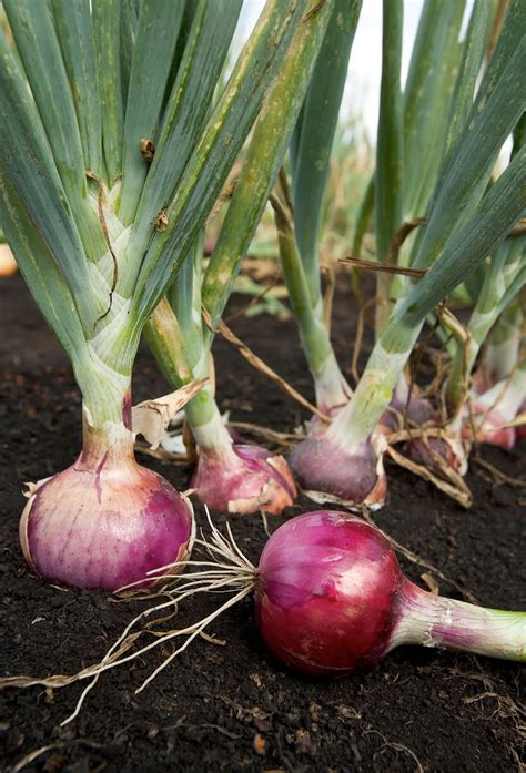 red onions field