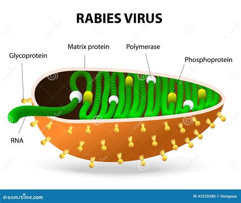 rhabdovirus shape