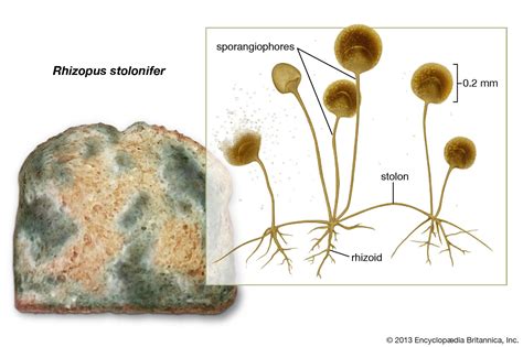 rhizopus on bread or tempe