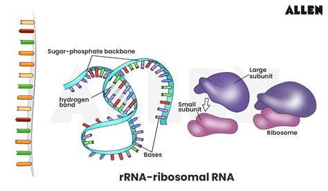 rRNA (Ribosomal RNA)