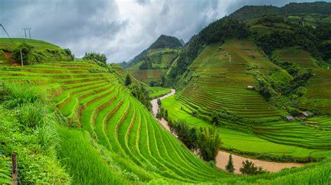 Landscape of rice fields