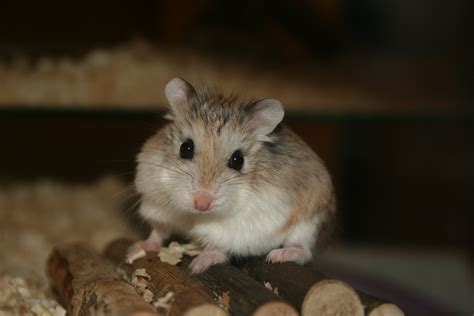 Roborovski Hamster