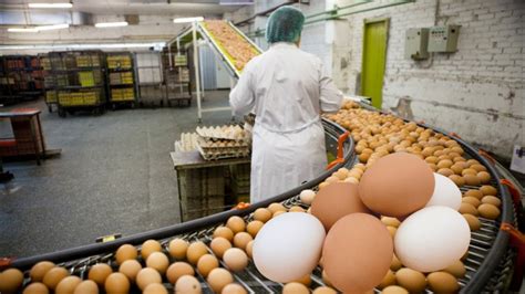 role of technology in egg factories
