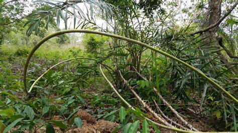 Jenis HHBK rotan