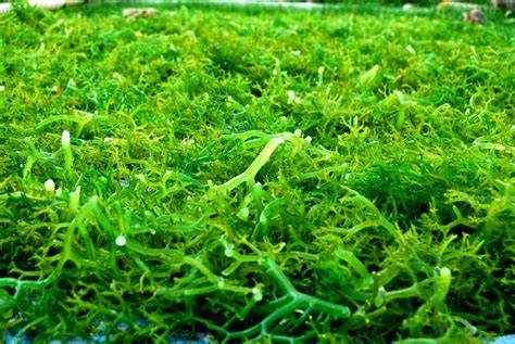 rumput laut