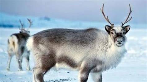 Rusa Kutub