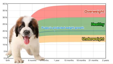 Saint Bernard Growth Chart