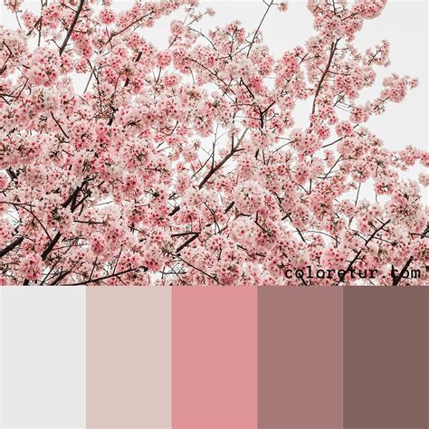 sakura pink paint code