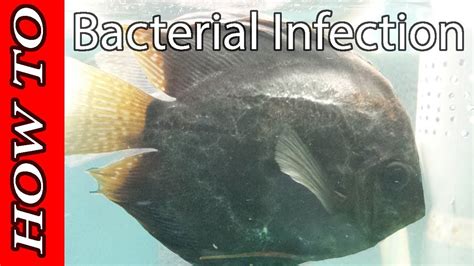saltwater fish bacterial infection