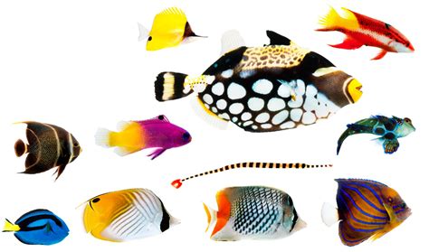 saltwater-fish-color-patterns