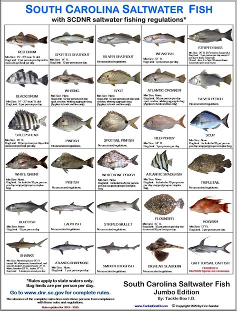 saltwater-fish-identification