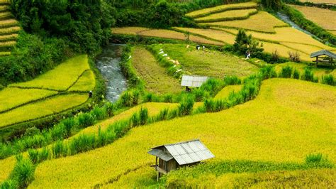 Sawah Desa