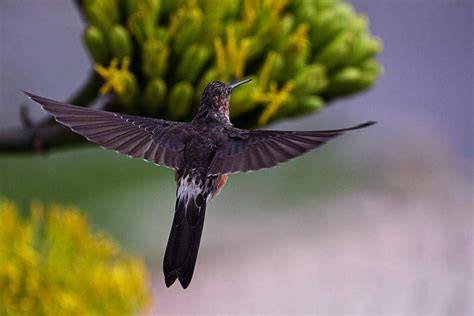 Gambar ilustrasi sayap burung