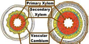 secondary xylem formation