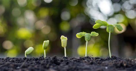 Seedling growing