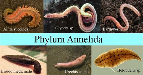 segmented worms examples