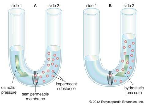 Membran Semipermeabel: Pintu Rahasia Osmosis