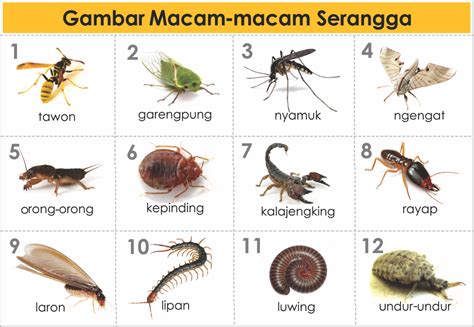 serangga pipih