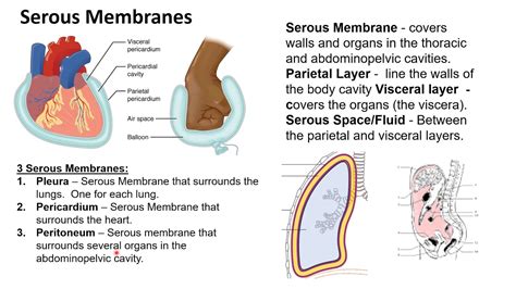 How do Serous Membranes Protect Organs?