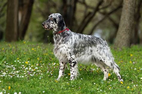 setter