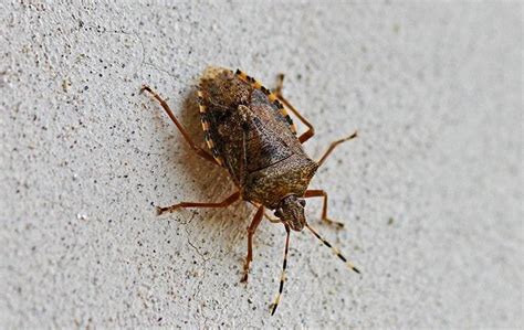 should i be scared of stink bugs