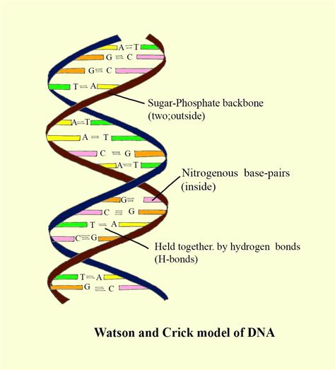 Significance of Watson Crick model