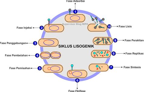 siklus lisogenik virus