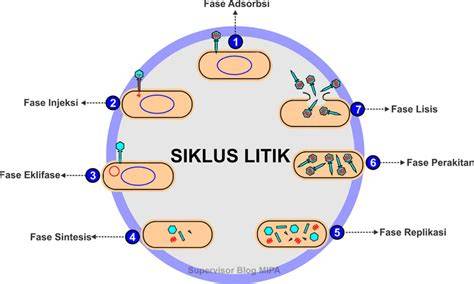 siklus litik virus