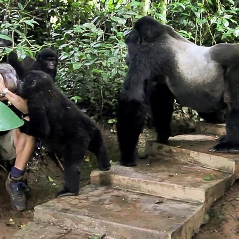 silverback gorilla standing next to human