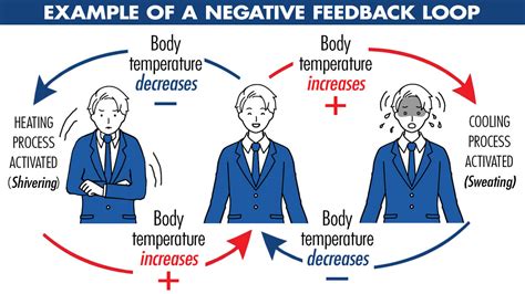 simple negative feedback loop examples
