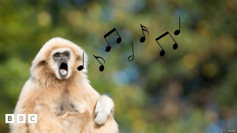 Singing Gibbon