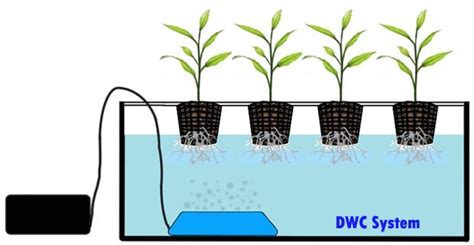 sistem hidroponik dwc