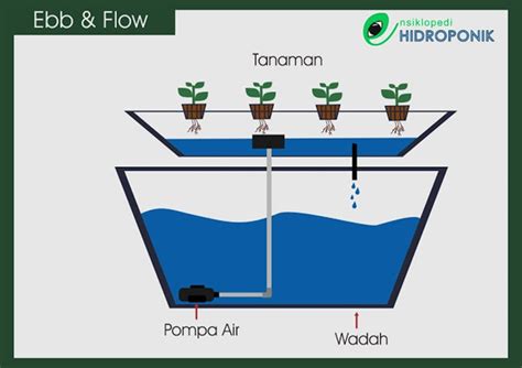 sistem hidroponik ebb and flow