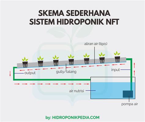 sistem hidroponik nft
