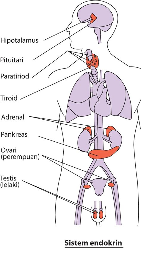 Ilustrasi sistem hormon