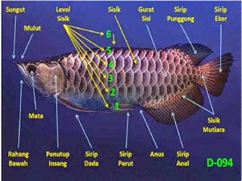 sistem kekebalan tubuh ikan arwana