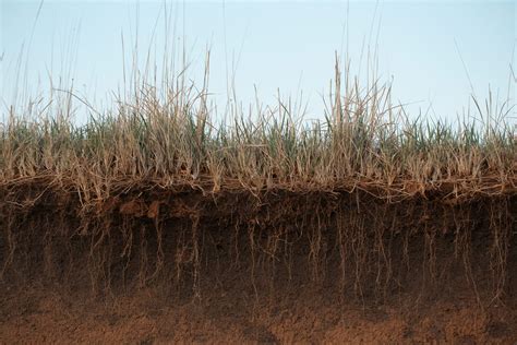 soil
