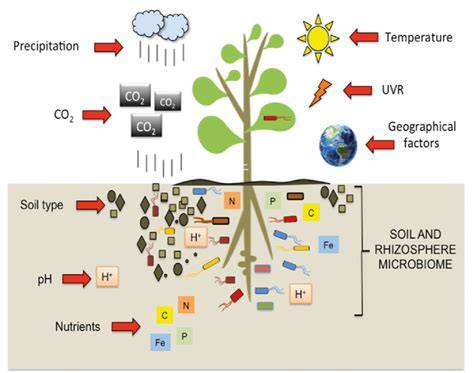 soil abiotic factor