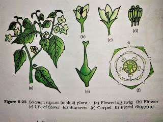 solanaceae examples neet